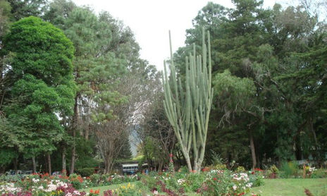 Jardines de Antigua Guatemala