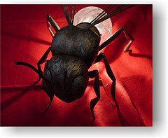 mosca-foco
