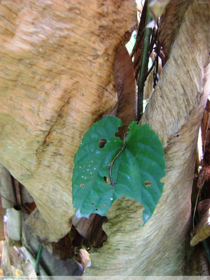 Intersticio reverdece Naturaleza Color (Digital)