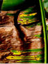 Detalles PPP