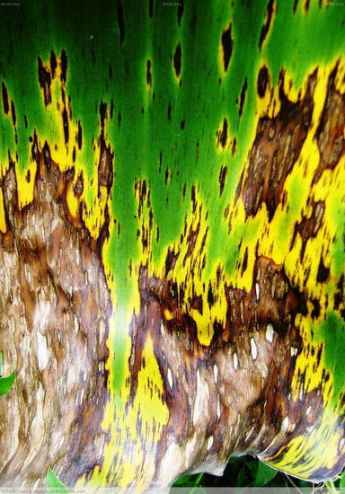 Otra piel 6 Naturaleza Color (Digital)