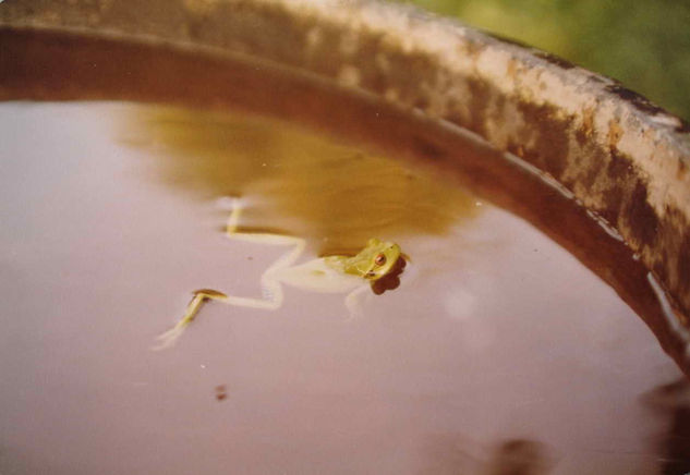 LA RANA Y EL ESTANQUE Naturaleza Color (Química)