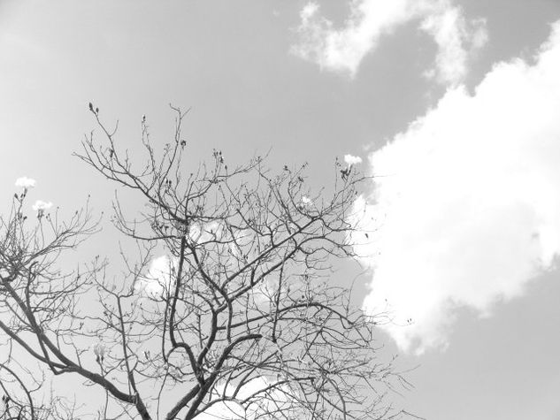 Saludando al cielo Naturaleza Blanco y Negro (Digital)