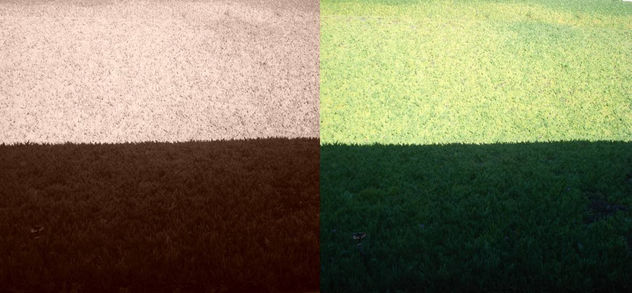 Pasto y pasto