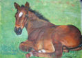 cAVaLLo