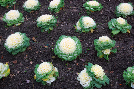 Jardín de las flores
