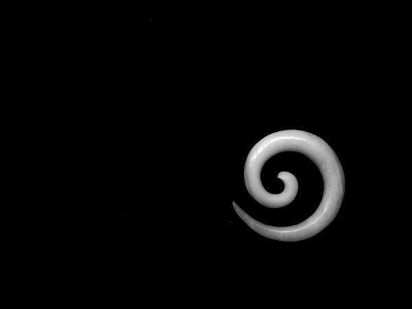 Koru Pounoma 