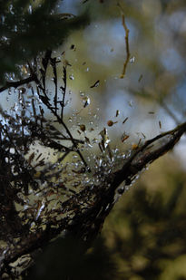 Telalaraña