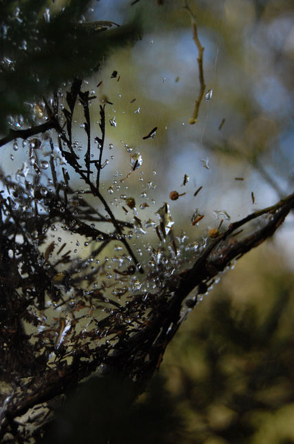 Telalaraña