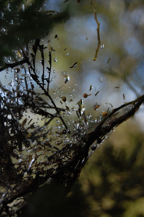 Telalaraña