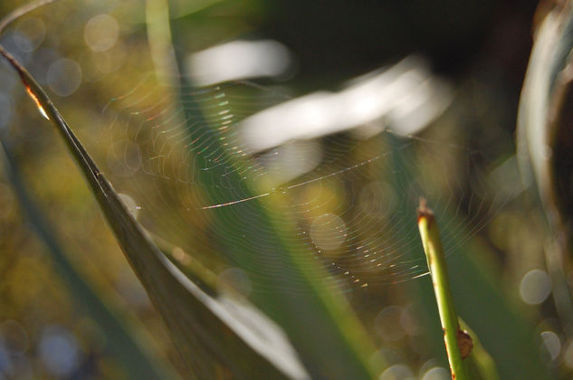 telaraña 2 