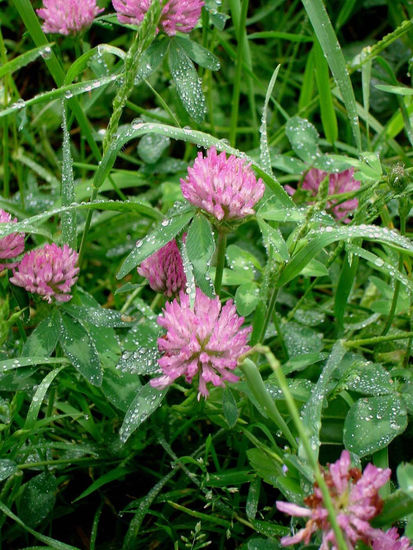 Flores Silvestres 2 Naturaleza Color (Digital)