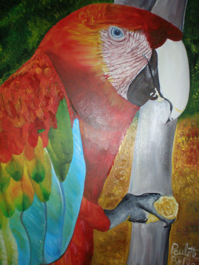 Guacamaya Bandera (Ara Macao) Guarico, Venezuela