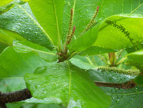 Flores de Almendro