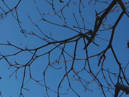 Arbol Muerto