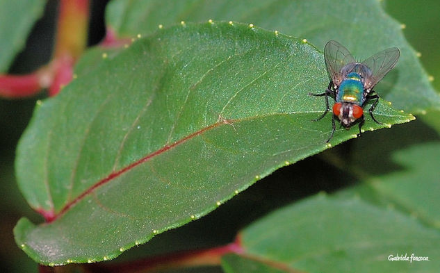 Molestia de colores 