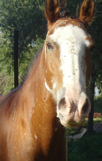 Caballo e insecto Otras temáticas Color (Digital)