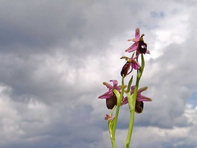 Orquideas y nubes 