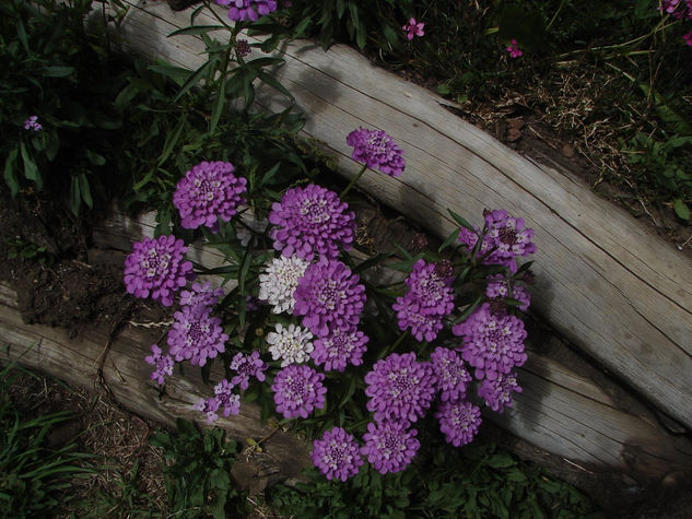 VIOLET AND TARGET Nature Color (Digital)