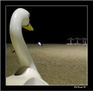 El Cisne