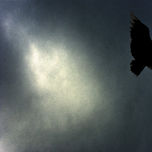 criacuervos thumbnail 1