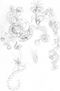 formas1