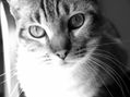 Catz