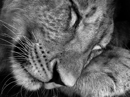 Leoncito