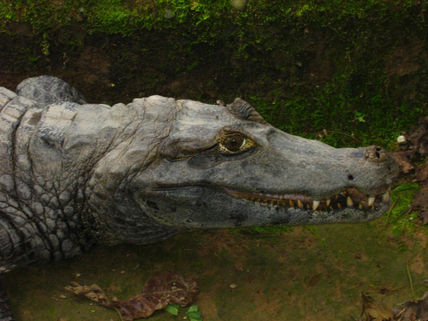 Caimanes del Chapare