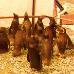 SERIE DE PINGÜINOS thumbnail 1