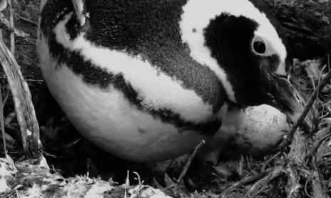 SERIE DE PINGÜINOS