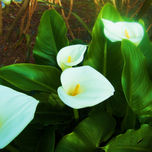 MIS FLORES thumbnail 1