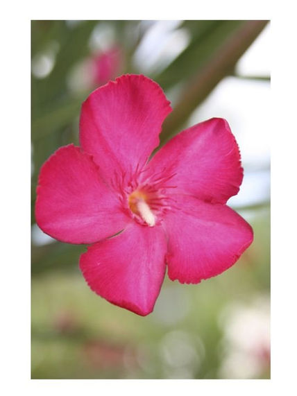 Rehilete en fushia