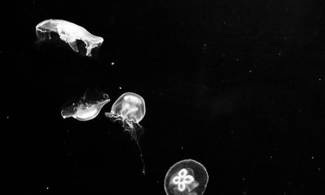 Medusas - serie de 4 fotos