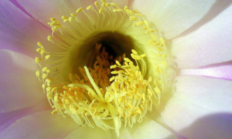 FOTOGRAFÍAS DE FLORES