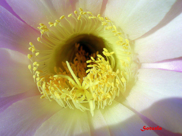 Cactus flor centro macro Naturaleza Color (Digital)