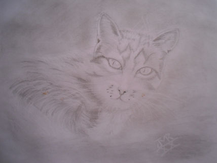 Gato