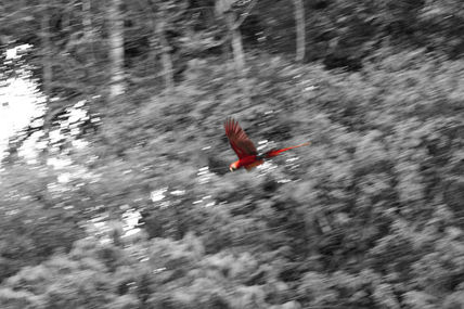 "El vuelo"