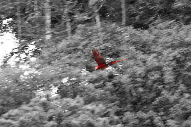 "El vuelo" Travel Black and White (Digital)