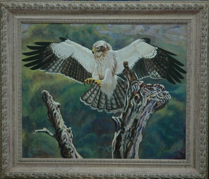 Águila calzada...