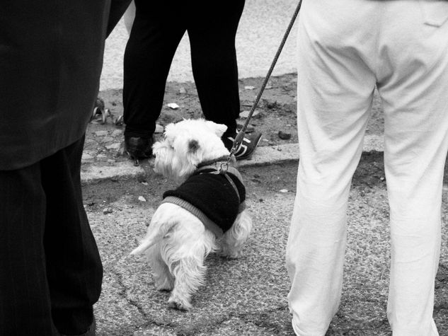 Paseando el perrito Fotoperiodismo y documental Blanco y Negro (Digital)