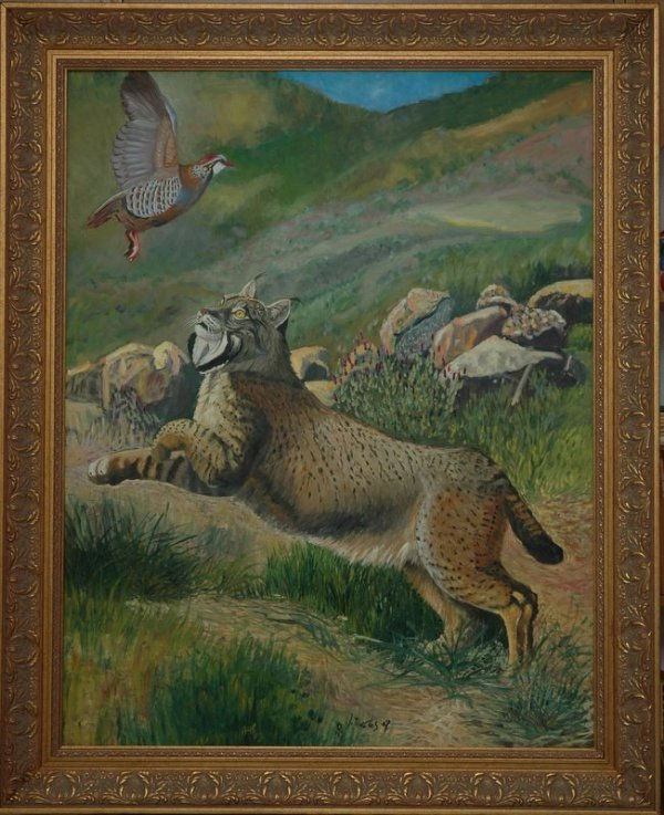 Lince Ibérico cazando  (Lynx pardinus) Obra inconclusa.