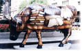 Las maravillosas VACAS ARTE NUEVA YORK VERANO 2000