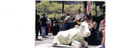 Las maravillosas VACAS ARTE NUEVA YORK VERANO 2000