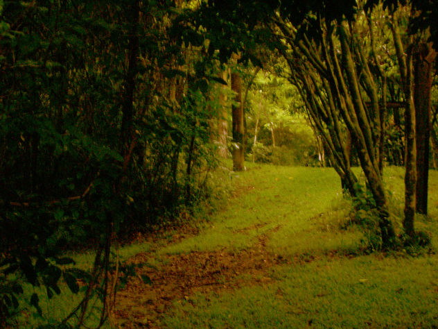 LA LUZ DEL BOSQUE  II