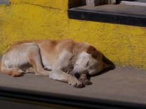 "Siesta bajo el sol"