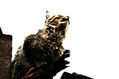 El Gato sobre el tejado roto