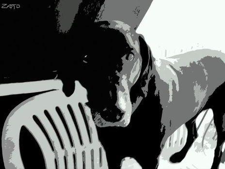 Homer my dog