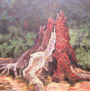 Roble muerto
