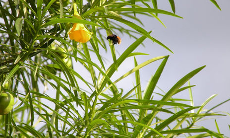 naturaleza